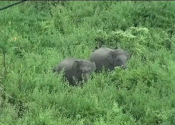 Herd of 23 elephants destroys acres of banana trees