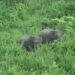 Herd of 23 elephants destroys acres of banana trees