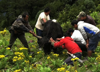 Investigation underway for unknown disease affecting yaks