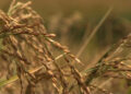 Fake imports reason for spike in rice import?