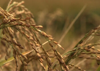 Fake imports reason for spike in rice import?