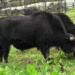 Livestock sector attempts reviving declining yak breeds