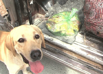 Two sniffer dogs do the job