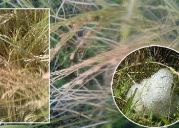 100 acres of paddy fields damaged in Punakha