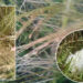 100 acres of paddy fields damaged in Punakha
