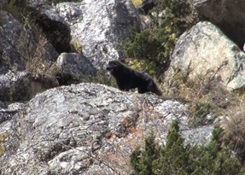 Feral dogs attack livestock in Lunana