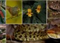Over 200 new species discovered in Eastern Himalayas