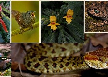 Over 200 new species discovered in Eastern Himalayas