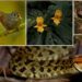Over 200 new species discovered in Eastern Himalayas