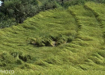 Nu 24M worth crops damaged by hailstorm across country