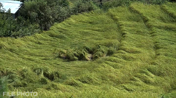 Nu 24M worth crops damaged by hailstorm across country