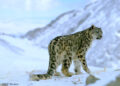 Number of snow leopard dwindles