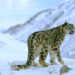 Number of snow leopard dwindles