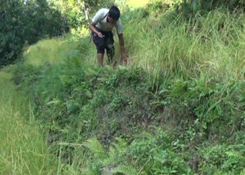 Wild animals damage crops in Tsirang