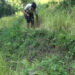 Wild animals damage crops in Tsirang