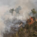 Drastic decline in forest fire incidences