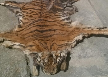Four accused of killing tiger in custody