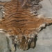 Four accused of killing tiger in custody