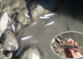 Scores of fish turn up dead in Dungsamchu