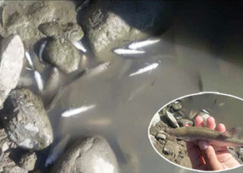 Scores of fish turn up dead in Dungsamchu
