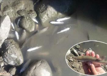 Waste water sample sent to Thimphu for verification