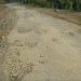 Samdrupcholing road, cry for repair