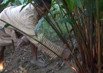 Cashing in from Cardamom