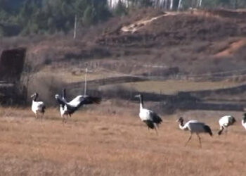 Constructions causing decline of Black-necked cranes, locals say