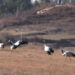 Constructions causing decline of Black-necked cranes, locals say
