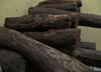 Paro and Haa see drop in sandalwood smuggling cases