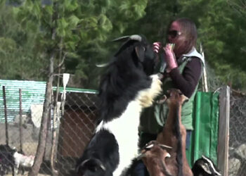 Rescued animals’ own Good Samaritan