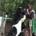 Rescued animals’ own Good Samaritan