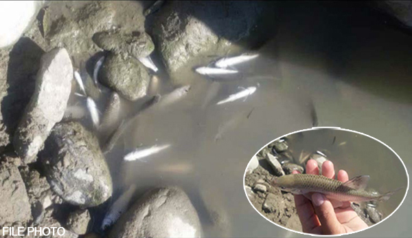Death of hundreds of fish still a mystery