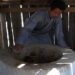 More people showing interest in biogas plant