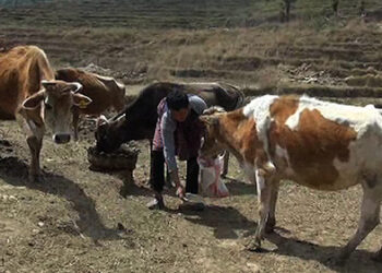 BOiC loan applicant denied second phase of loan