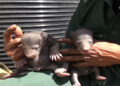 Bear cubs rescued