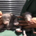 Bear cubs rescued