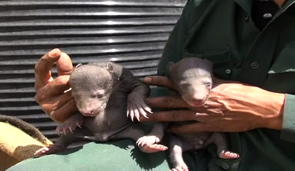BearCubs