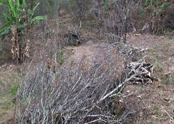 Dagana Dzongkhag to cut down 20,000 affected orange trees