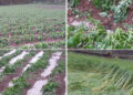Hailstorm destroys crops in Wangdue Phodrang