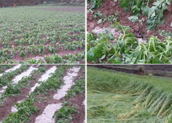 Hailstorm destroys crops in Wangdue Phodrang