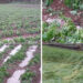 Hailstorm destroys crops in Wangdue Phodrang