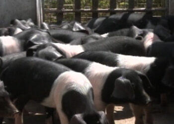 Lingmethang Breeding centre gearing up to meet increasing demand