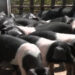 Lingmethang Breeding centre gearing up to meet increasing demand