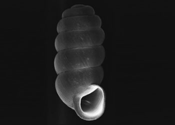 New species of snail named Truncatellina Bhutanensis