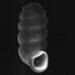 New species of snail named Truncatellina Bhutanensis