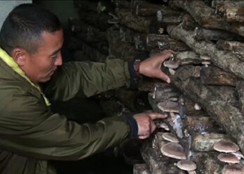 Locals in Paro pick up mushroom farming