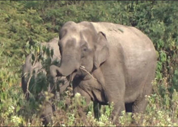 New technique to keep elephants at bay