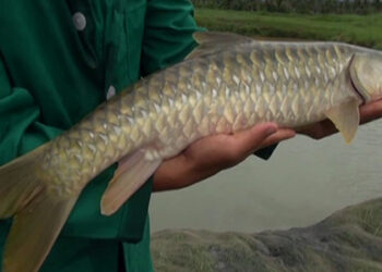 Of declining Golden Mahseer