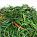 Import of chillies banned